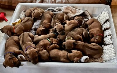 Happy Birthday Ghanima´s 🎂🎉