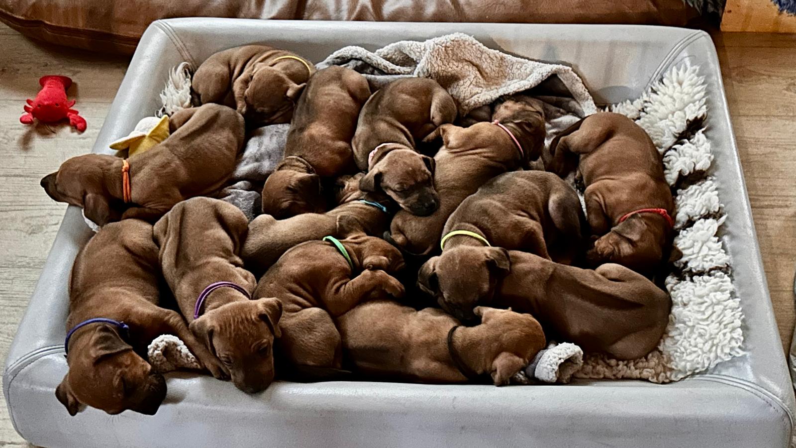 Rhodesian Ridgeback Birthday Happy Birthday GhanimaΒ΄s ππ - Kennel Rhodesian Ridgeback
