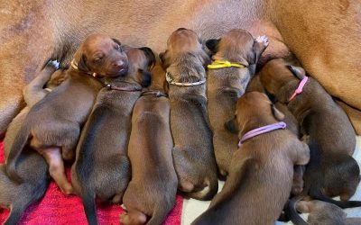 Happy Birthday Fayulu´s 🎉