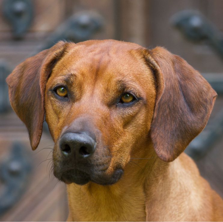 makena ridgeback vom vogelsbergvulkan