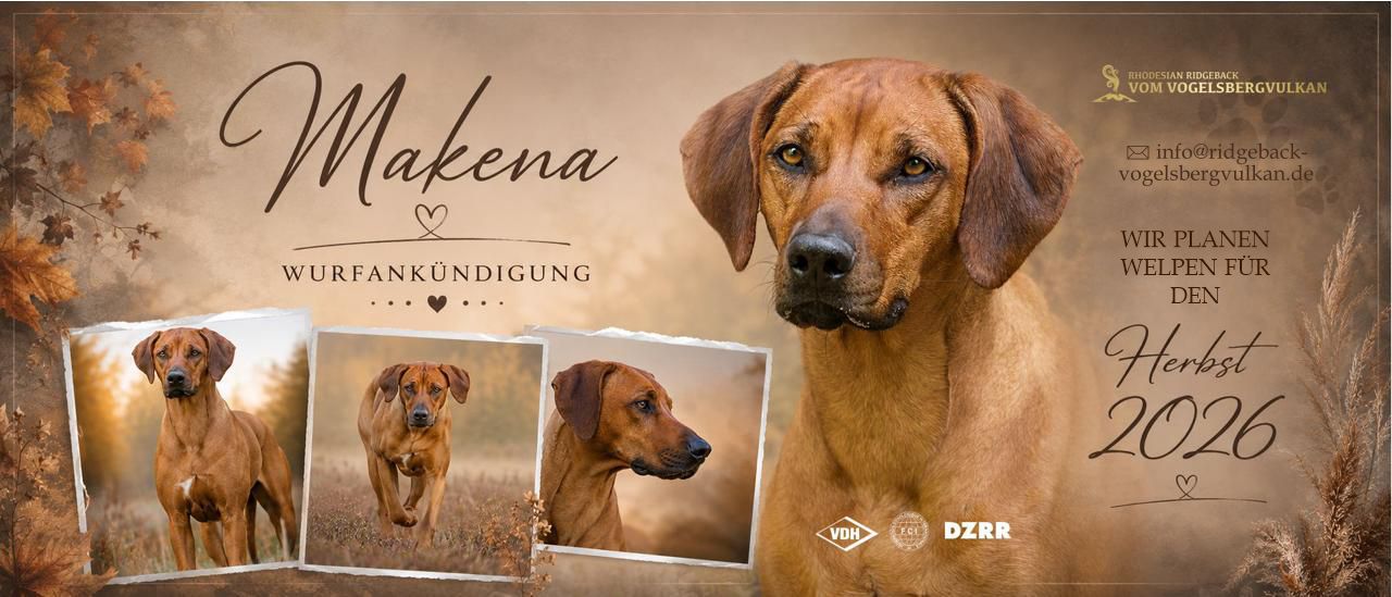 collage kennel vom vogelsberg vulkan rhodesian ridgeback makena