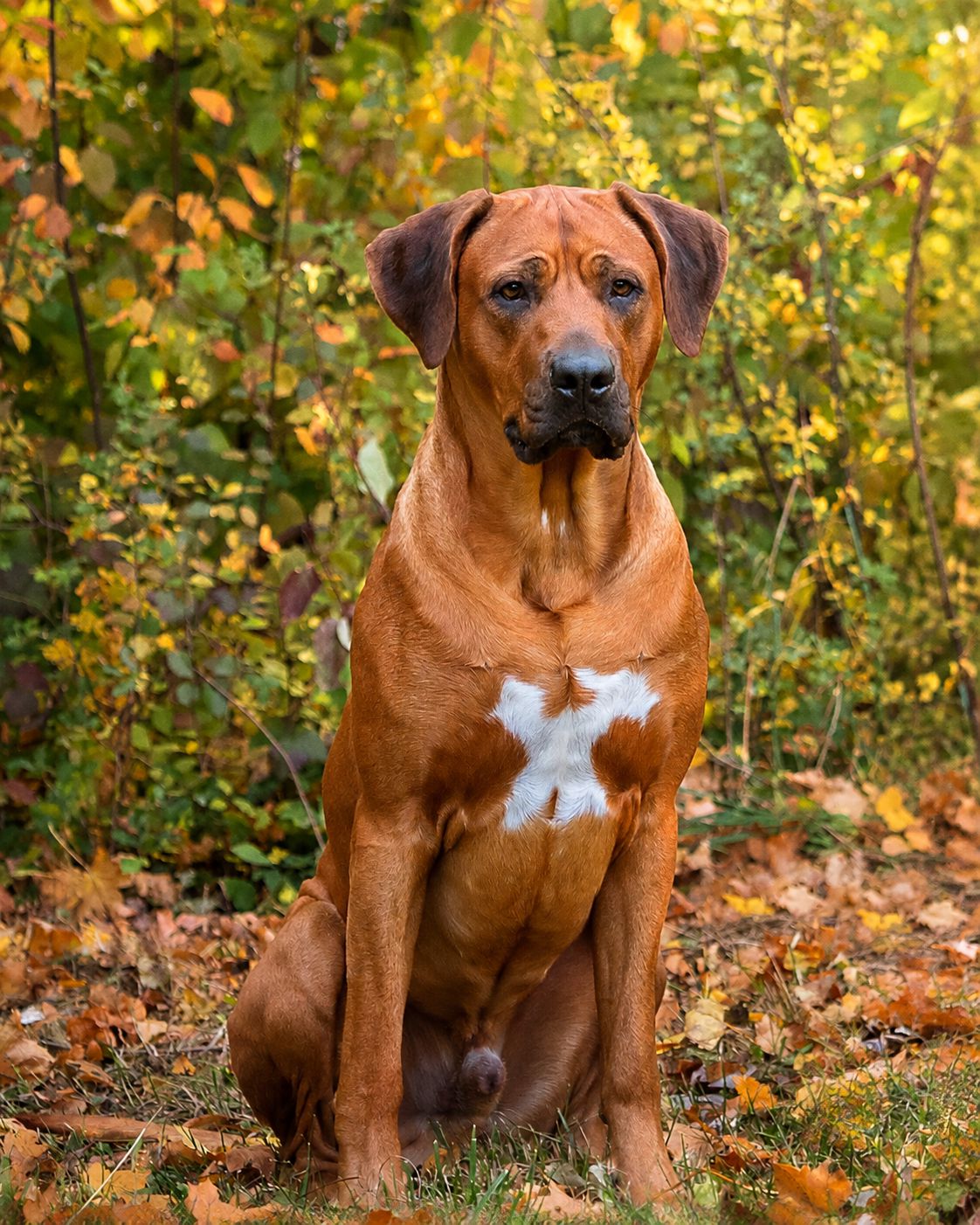gabon makena h wurf ridgeback kennel 2026