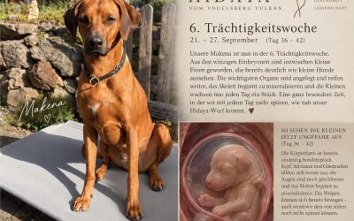❤️ 6. Trächtigkeitswoche – unsere kleinen Mini-Vulkanier wachsen ❤️
